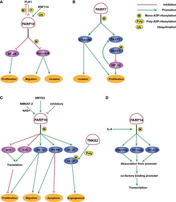 Research Advances in the Role of the Poly ADP Ribose Polymerase Family in Cancer